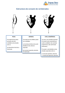 Estructura de corazón de vertebrados