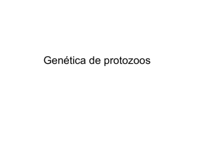 Genética de protozoos