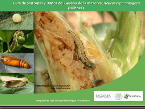 Diapositiva 1 - Comité Estatal de Sanidad Vegetal de Sonora