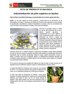 Industrialización de piña orgánica en Iquitos