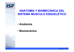 anatomia-biomecanica-antropometria_1