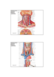 Anatomía de las glándulas tiroides y paratiroides Anatomía de las