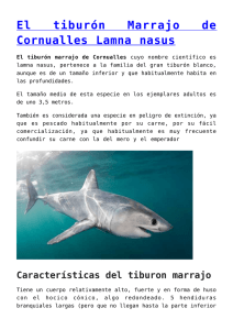 El tiburón Marrajo o Isurus oxyrinchus,El tiburón