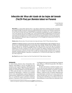 Infección del Virus del rizado de las hojas del tomate (ToLCV