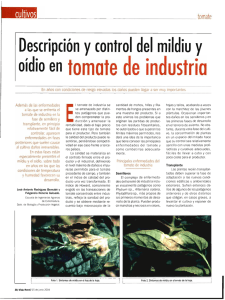 Descripción y control del mildiu y oídio en tomate de industria