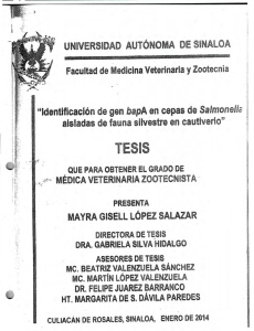 UNIVERSIDAD AUTÓNOMA DESINALOA "Identificación