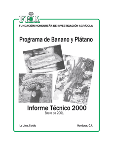 Programa de Banano y Pátano - Fundación Hondureña de