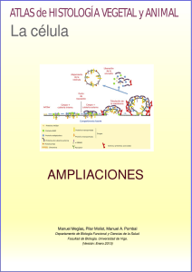 Ampliaciones - Atlas de Histología Vegetal y Animal