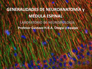 Generalidades de Neuroanatomia y Medula Espinal