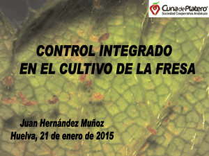 Control integrado en el cultivo de la fresa en la provincia de Huelva
