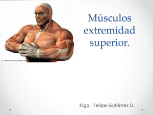 Músculos extremidad superior.