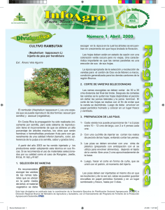 Cultivo Rambutan