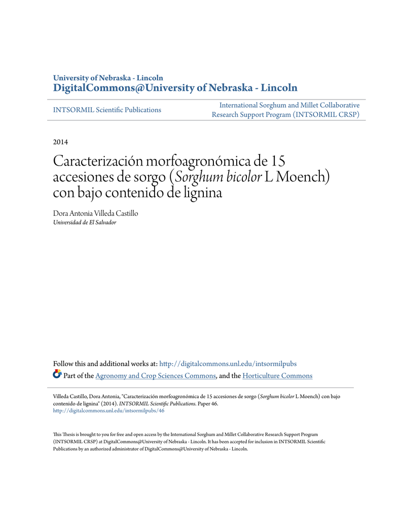 Sorghum thesis 07 picture