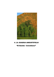 4. LA GUADUA ANGUSTIFOLIA “El Bambú Colombiano”