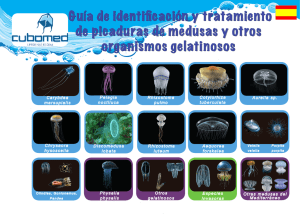 Guía de identificación y tratamiento de picaduras de medusas y