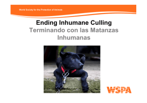 Ending Inhumane Culling Terminando con las Matanzas Inhumanas