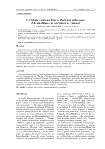 Morfología y anatomía foliar de Dysphania ambrosioides