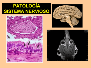 Patología Sistema Nervioso - 02 08 12