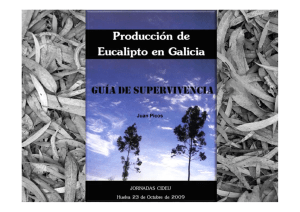 Producción de Eucalipto en Galicia