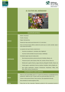Cultivo del arándano y propiedades del fruto562 KB 10 páginas