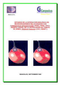 20061127162055_Interaccion microorganismo antracnosis tomate
