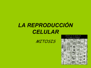 la reproducción celular