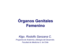 Órganos Genitales Femenino - U