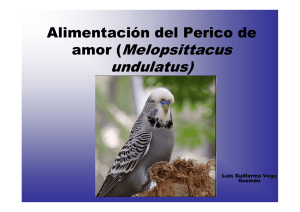 Alimentación del Perico de amor (Melopsittacus undulatus)