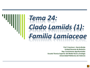 Tema 24: Clado Lamiids (1): Familia Lamiaceae
