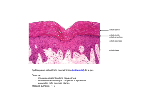 Epitelio plano estratificado queratinizado (epidermis) de la piel