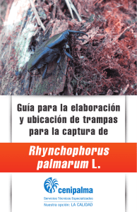 Rhynchophorus palmarum L.