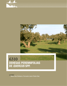 Dehesas perennifolias De Quercus spp.