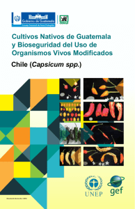 Chile (Capsicum spp.) Cultivos Nativos de Guatemala y