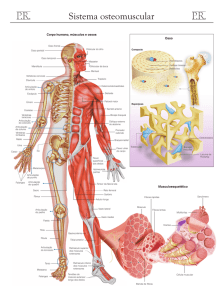 Sistema osteomuscular