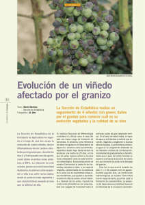 Evolución de un viñedo afectado por el granizo