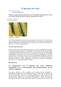 El genoma del maíz