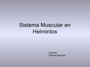 Berasain_Sistema Muscular en Helmintos_2010