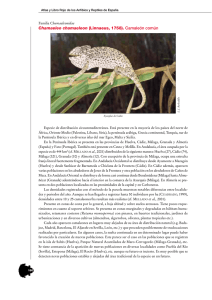 Chamaeleo chamaeleon (Linnaeus, 1758). Camaleón