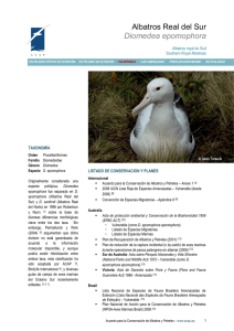 Albatros Real del Sur - Agreement on the Conservation of