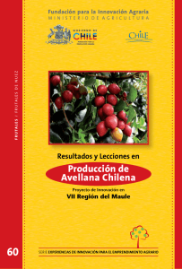 Producción de Avellana Chilena