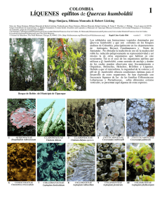 LÍQUENES epífitos de Quercus humboldtii - Field Guides