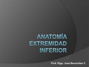 Anatomía Extremidad Inferior