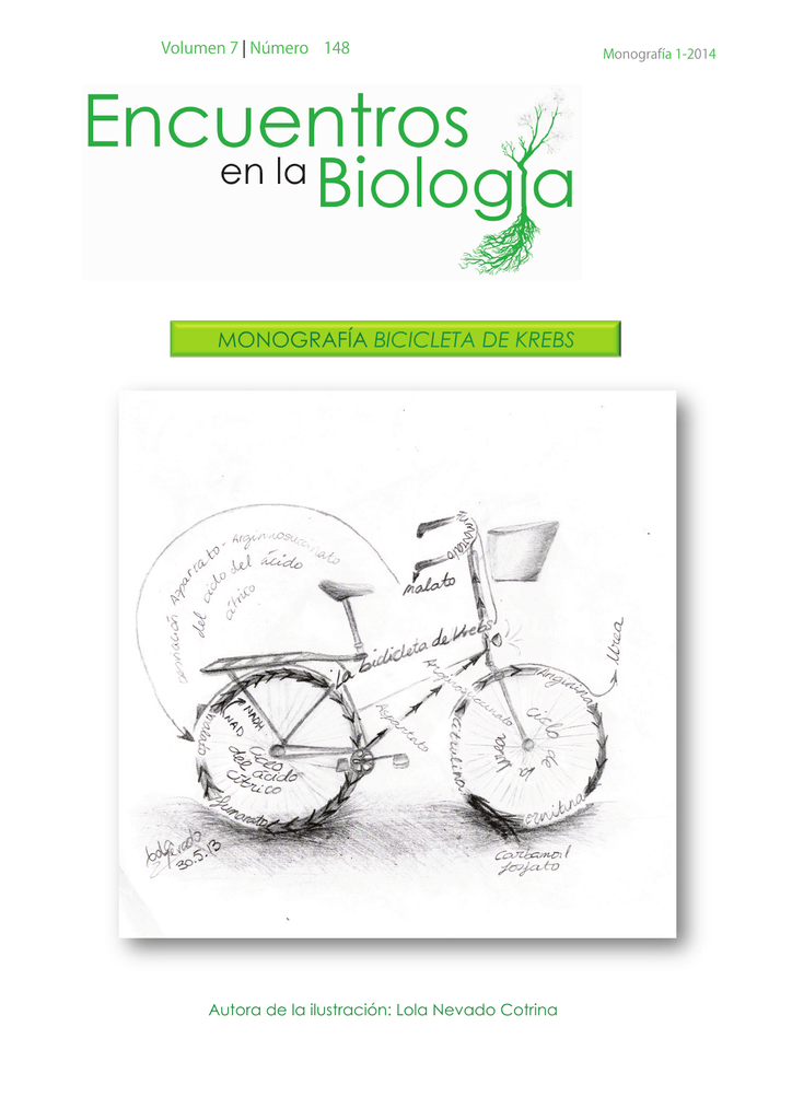 Ejercicio para Bicicleta de monta/ña Bicicleta de Carretera de Entrenamiento gen/érico para Interior B y Interior