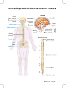 Anatomía general del sistema nervioso central