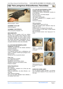 150 Falco peregrinus (Falconiformes, Falconidae)