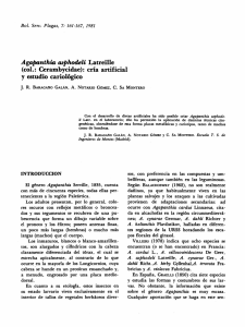 Agapanthia asphodeli Latreille (col.: Cerambycidae): cría artificial y