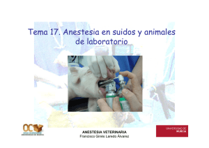 Tema 17-anestesia en cerdo y animales de laboratorio OCW