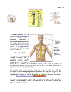 24/01/20111 El sistema nervioso junto con el Sistema Endocrino, el