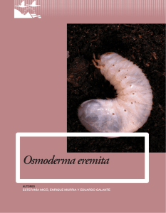 Osmoderma eremita - Ministerio de Agricultura, Alimentación y