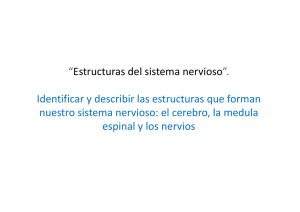 Clase 7 - Estrcuturas del sistema nervioso